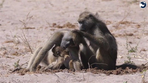 Do Alpha Male Baboons Have It Easy? The Truth About Their High-Stress Lives!
