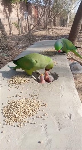 Mitthu ko koi matlab nhi hai । #parrot #talkingparot #parrotdiet #parrotsound