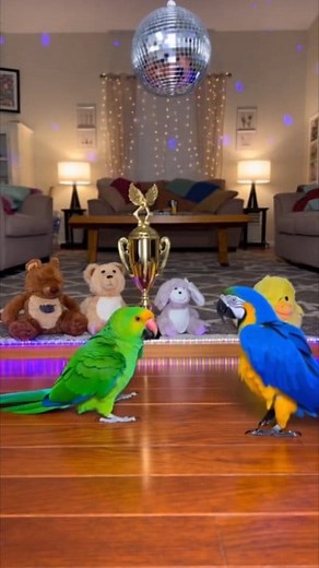 Which parrot won the dance battle? 🦜🦜💃 Drop a ❤️ or 😂 for your favorite — and tell us in the comments! #usaviral #fyp #parrotdance #funnyanimals #talkingparrot | Talking Parrots