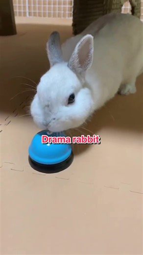 When you have a dramatic rabbit 🐰 #rabbit #bunny #funny#cute#rabbitsoftiktok