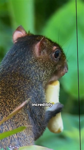 The Animal That Plants the Amazon Forest 😱🌱 | Agouti – Nature’s Secret Gardener #amazonjungle
