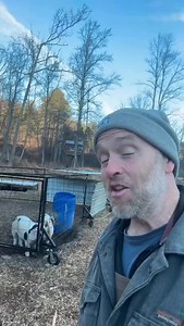 I’m making pig tractors a thing. In this case using it to reginerate the land after the hurricane. new video modifying this on my YouTube. Link in bio. | Abundant Permaculture