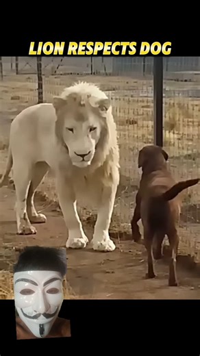 #lion vs #other #animals #respect #wildlife #youtube #trending #shorts #video #foryou