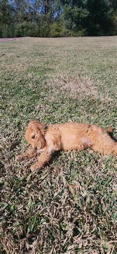 Doodle Bob update!!!! All of his test results have come back normal. CT scan. Spinal tap. Bloodwork. No infection, no inflammation, no structural brain disease or evident damage. After everything he put us through, we still have no answers. But he's alive and well. He may never be a “normal” puppy and there could be some vision issues, but he’s stable and finally acting like a puppy. He’s going to need a very special home. | Greta's Ark Animal Rescue