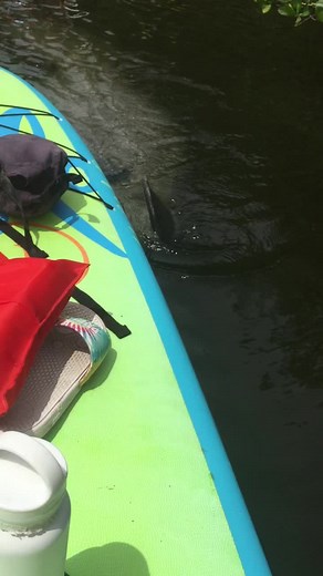 The silliness continues #manatee #paddleboard_adventures #sup #bocagrande #touringwithtracie