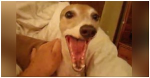 Man Tells His Italian Greyhound A Scary Story – Dog’s Response Is Gold