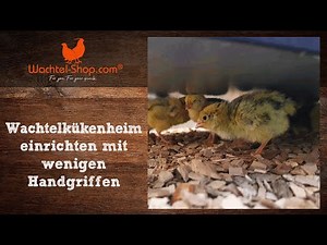 Setting up a quail chick enclosure correctly in just a few steps | Quail-Shop.com