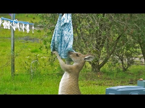 Kangaroo Has Fight With Laundry!