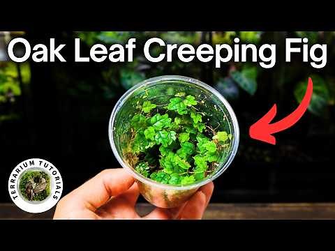 How To Propagate Oak Leaf Creeping Fig (Ficus Quercifolia)