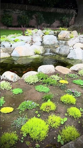 Turtle pond time-lapse #aquascape