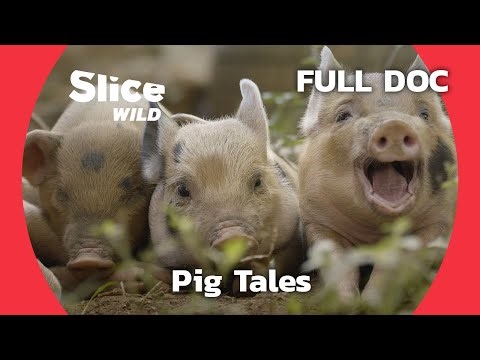 Pig Diaries: Domestication, Wild Instincts, and Human Bonds | SLICE WILD | FULL DOC