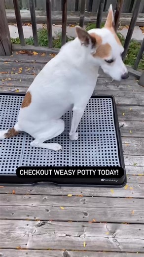 The best potty solution for you and your dog. ⠀⠀⠀⠀⠀⠀⠀⠀ ✅ No grass, no smell; ✅ EASY TO CLEAN - forget all the mess cleaning pee pads; ✅ Prevents health issues from holding pee for too long; ✅ WEATHER-PROOF - you can leave it outside on the balcony or patio; ✅ Keeps your dog’s paws dry; ✅ Save up to $15,000 in a dog’s lifetime - considering usage of daily pee pads. ⠀⠀⠀⠀⠀⠀⠀⠀ Get yours now! | Weasy US