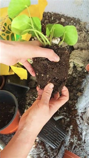 🪴 Peperomia polybotrya | Repotting & Soil Change 🌱 #plants #bitkibakımı #garden #nature #plantcare