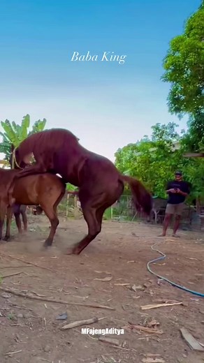 Intense Black Russian Horse Breeding | Loveable Black Horse