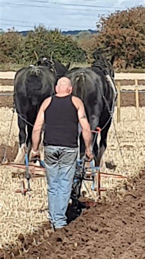 Traditional Horse Ploughing at Flintham Ploughing Match, Nottinghamshire - Thurs 25th September 2025