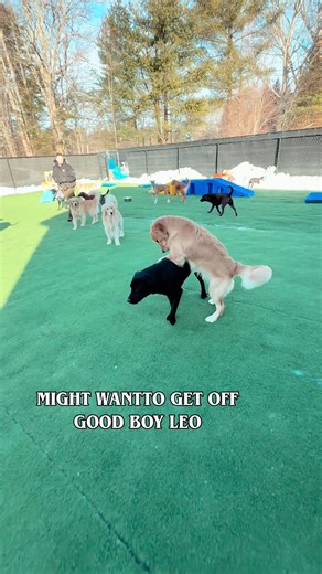 📍 Balanced training. Real communication. Professional oversight. - Dogs don’t just play together — they communicate, negotiate, correct, and teach each other every single interaction. - At A1K9® Academy, we believe healthy dog-to-dog communication is a critical part of balanced training. When dogs are allowed to appropriately correct one another in a controlled environment, under the supervision of experienced professional trainers, they learn boundaries faster, respect space better, and develo