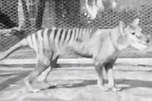 Newly-discovered footage shows the last-known Tasmanian tiger prowling around its cage in 1935