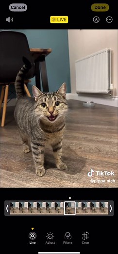 Michael Jackson Cat Singing Compilation