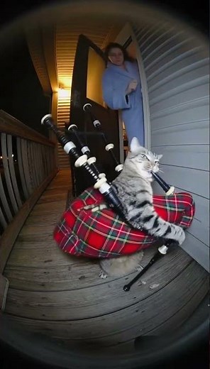 This Cat is playing bagpipes at midnight