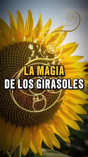 Mel Flor da Serra Catarinense fibranacci está em tudo, observe com atenção, inclusive na construção de favos das abelhas