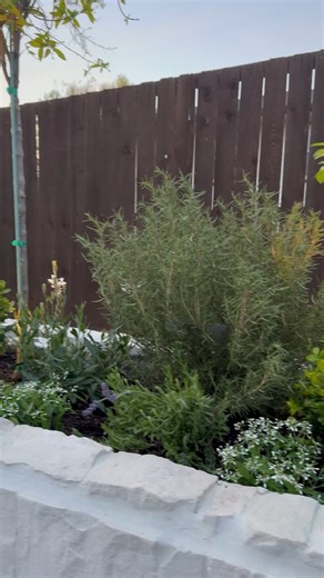 Watch Landscaping my backyard with landscape lights on Amazon Live