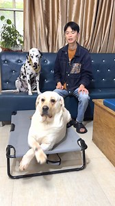 Labrador Temperament is most important! does this dog look so human #pet #doglover #funny | Luna Golden Retriever