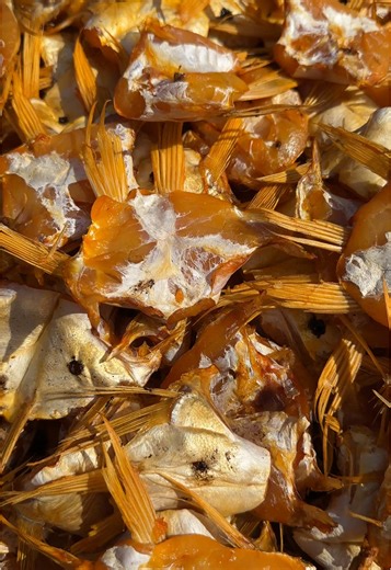 СОМИК ШЫМКЕНТ (@somik.shymken)’s videos with оригинальный звук - bota_miа