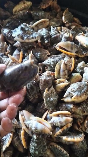 There are lots of sea shells today