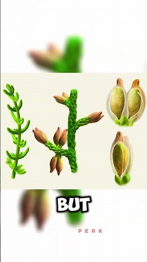 The First Flower on Earth… Dinosaurs Saw It Too! 🌸🦖”