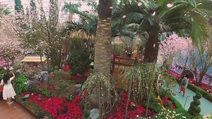 67K views · 2.9K reactions |  Meander through a picturesque cherry...