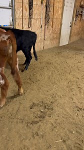 18K views · 393 reactions | Satus Rolley showing control in tight spaces. Learning to move cattle. | Satus Stockdogs & Livestock LLC | Facebook