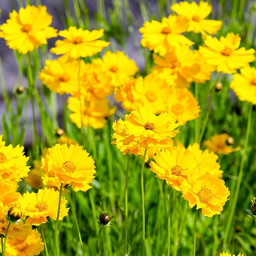 Lance Leaf Coreopsis Seeds, Coreopsis lanceolata | American Meadows