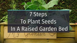 7 Steps To Plant Seeds