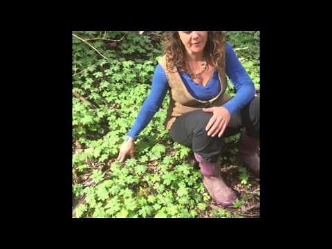 Virginia Waterleaf Plant Identification