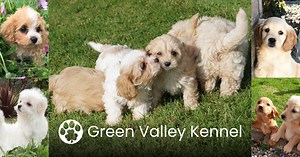 Golden Cocker Retrievers For Sale England | Cavachon Puppies — Green Valley Kennel - Cavachon, Golden Retriever and Golden Cocker Retriever puppies for sale in Limerick.