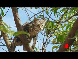 how to prevent my cat from climbing on the tree.