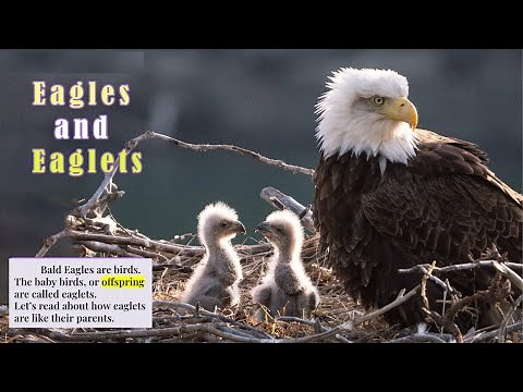 Eagles and Eaglets