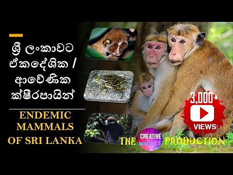 ශ්‍රී ලංකාවට ඒකදේශික / ආවේණික ක්ෂීරපායින් ~ENDEMIC MAMMALS OF SRI LANKA