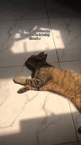 The cat must be a paid actor. 😂 | Genius Tv 2.0