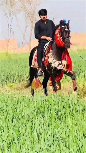 Exploring the Passion of Horse Lovers in Pakistan