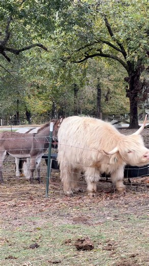 just Charlie getting a good neck scratch 🐮 & then realizing he got caught 🎥 #pintsizedpasture #nc #farmlife #farmfun #sanfordnc | The Pint Sized Pasture