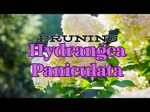 ✂ How to Prune Hydrangea Paniculata : Vanilla Strawberry Hydrangea🌸🌼🍃