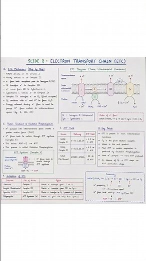 Electron Transport Chain (ETC) | ATP Production & Oxidative Phosphorylation | Handwritten Notes