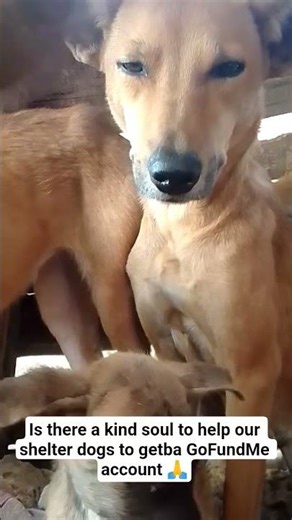 we can get a GoFundMe account 🙏🥺🚨 for our shelter dogs , visit my WhatsApp Link in the bio
