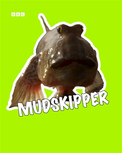 38K views · 462 reactions | Mudskippers truly are fish out of water – they love nothing more than walking, climbing and skipping out of the water and into the mud! If you think you've seen the best the natural world has to offer, think again  #BBCEarthAsia – a spectacle like no other. Find out more ➡️ https://www.bbcearth.com/shows/asia | BBC Earth | Facebook