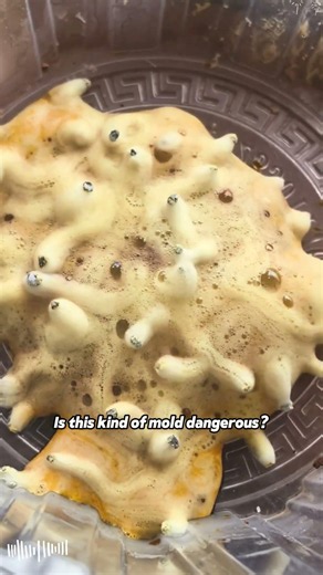 Is this kind of mold dangerous?#mold #microbiology #fermentation #sciencefacts #naturefacts