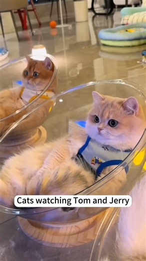 cats watching tom and Jerry cartoon🐈😺#cat #cutecat