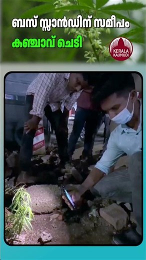 ബസ് സ്സാന്‍ഡിന് സമീപം കഞ്ചാവ് ചെടി #marijuananews #kollamnews