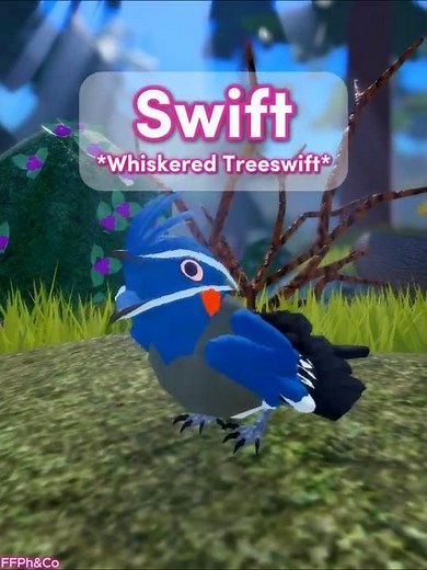 Swift * Whiskered Treeswift * 🐦🐣 in Feather Family