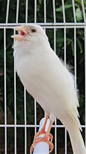 adorable white canary | birds sound #animal #bird #lovebirds